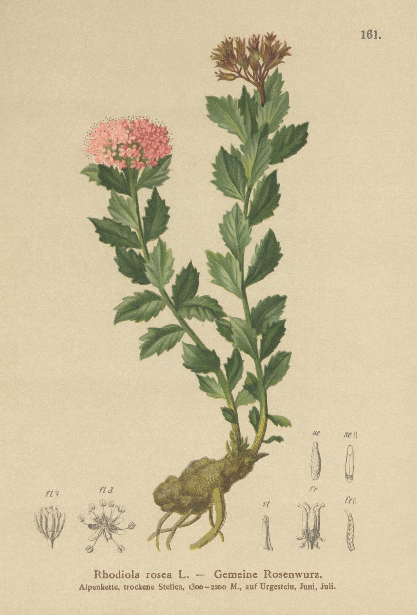 Gylden rod (Rhodiola rosea) af German School