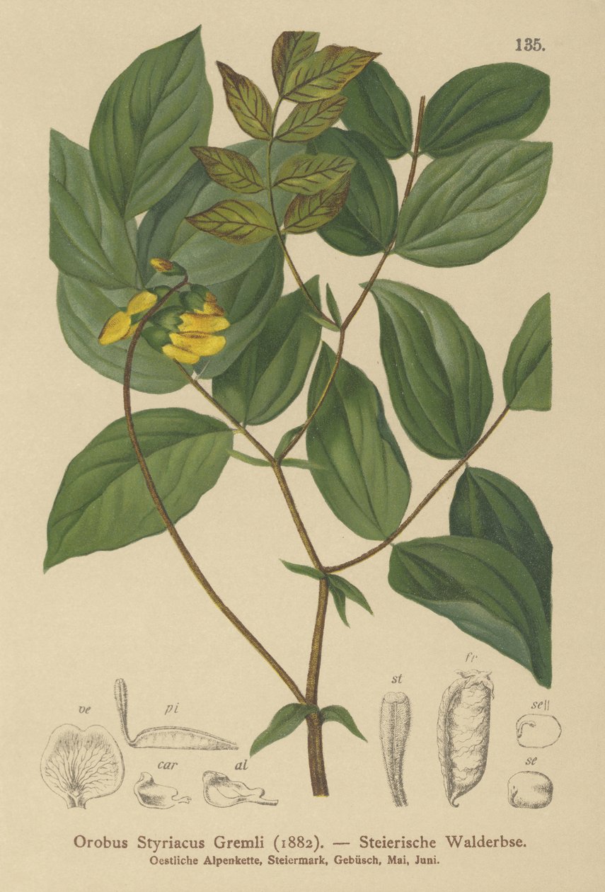 Gylden vikke (Orobus styriacus, Lathyrus aureus) af German School