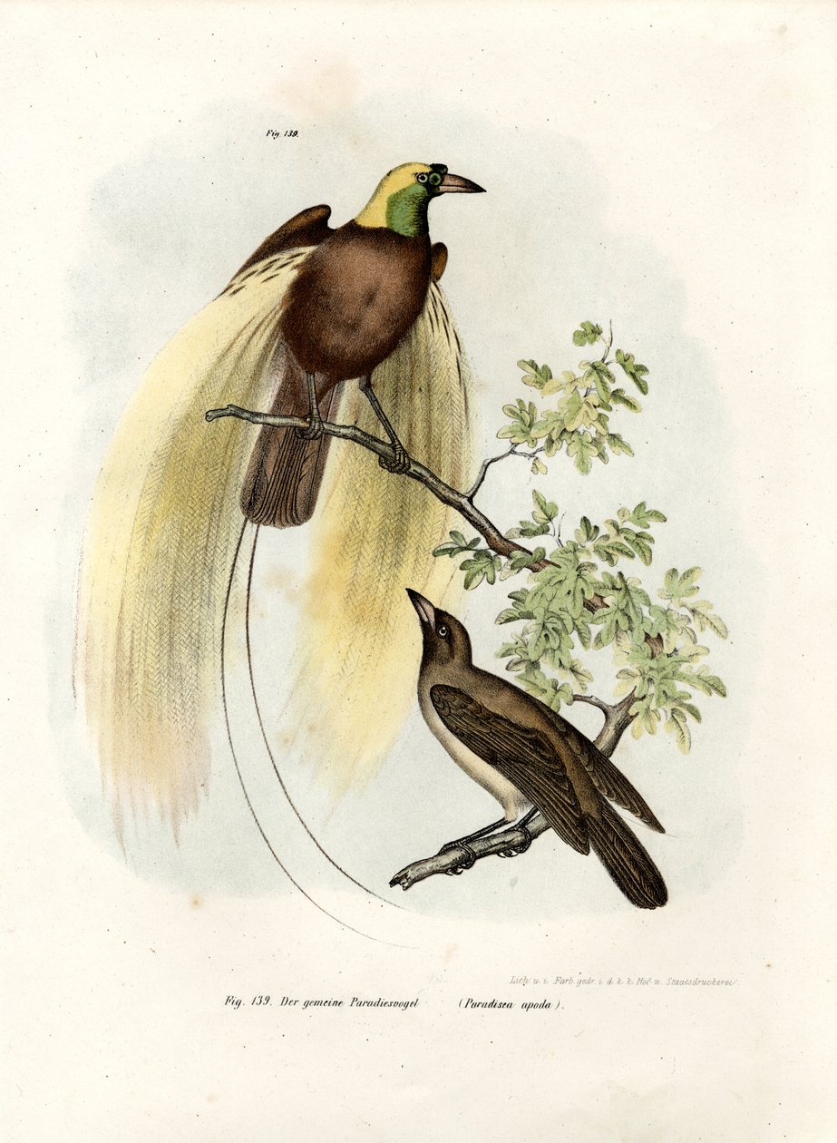 Greater Bird of Paradise, 1864 af German School