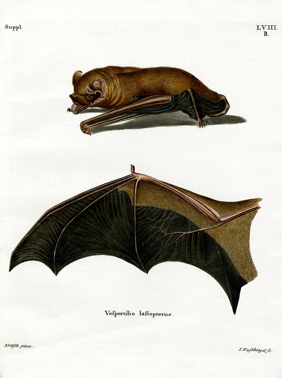 Greater Noctule Bat (farvet indgravering) af German School