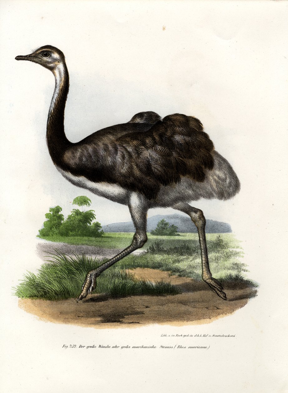 Greater Rhea, 1864 af German School