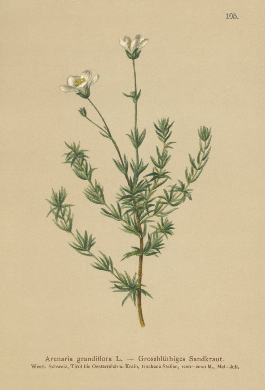 Stor Sandwort (Arenaria grandiflora) af German School