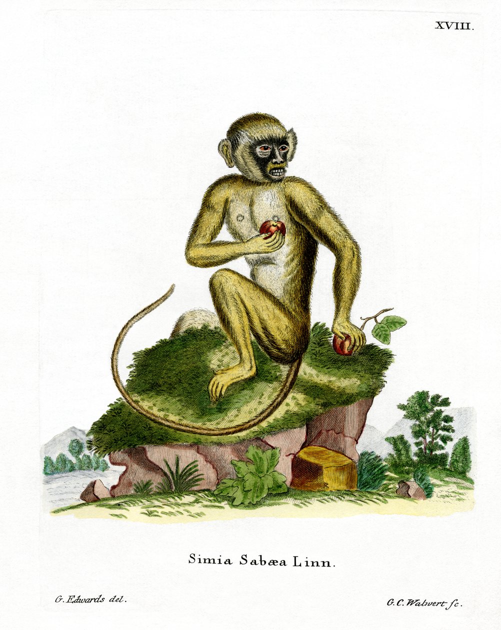 Green Monkey (farvet gravering) af German School