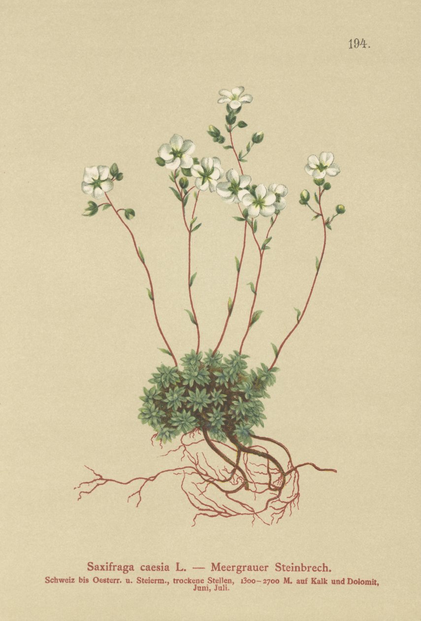 Grå Saxifrage (Saxifraga caesia) af German School