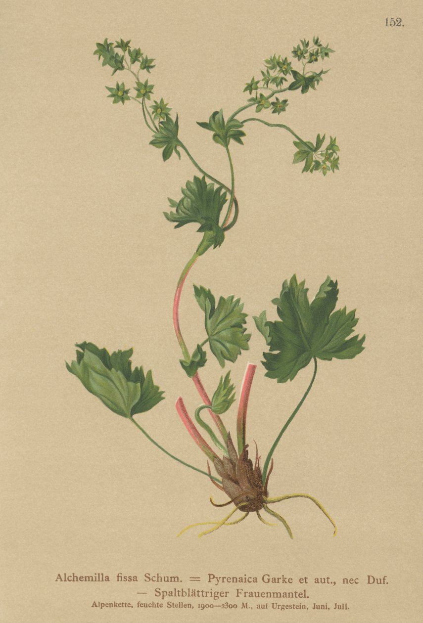 Hårløs ladys Mantle (Alchemilla fissa, Alchemilla Pyrenaica) af German School