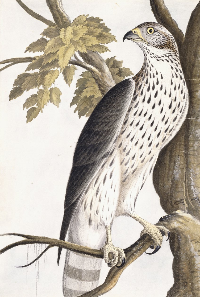 Hawk, 1750-1800dani af German School