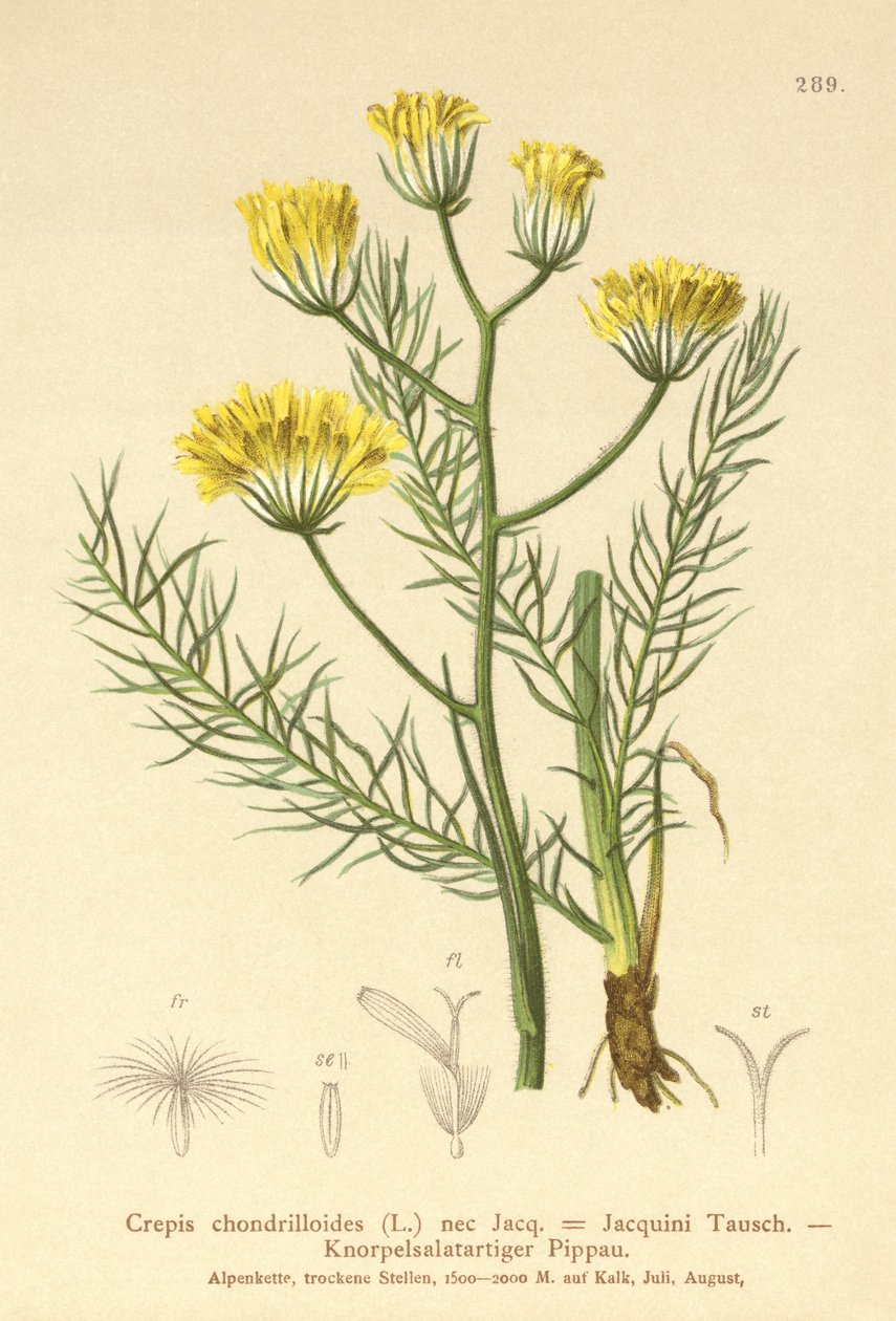 Høgskæg (Crepis chondrilloides) af German School