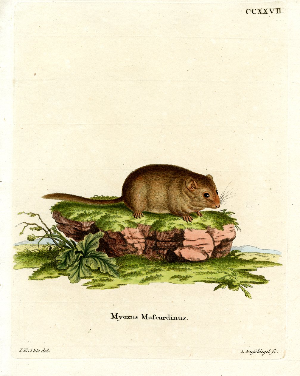 Hassel Dormouse (farvet gravering) af German School