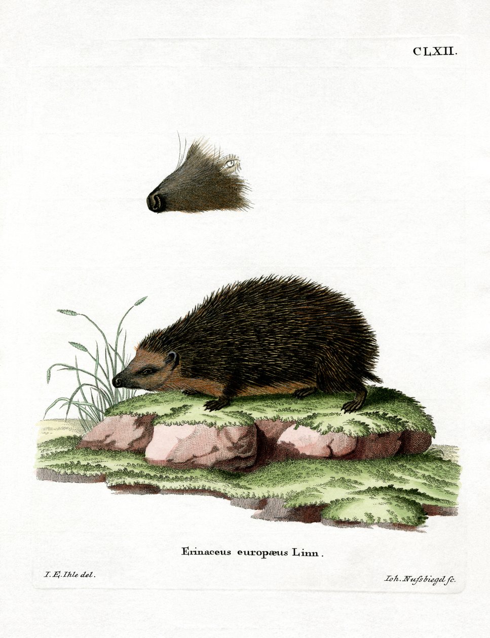 Hedgehog (farvet gravering) af German School