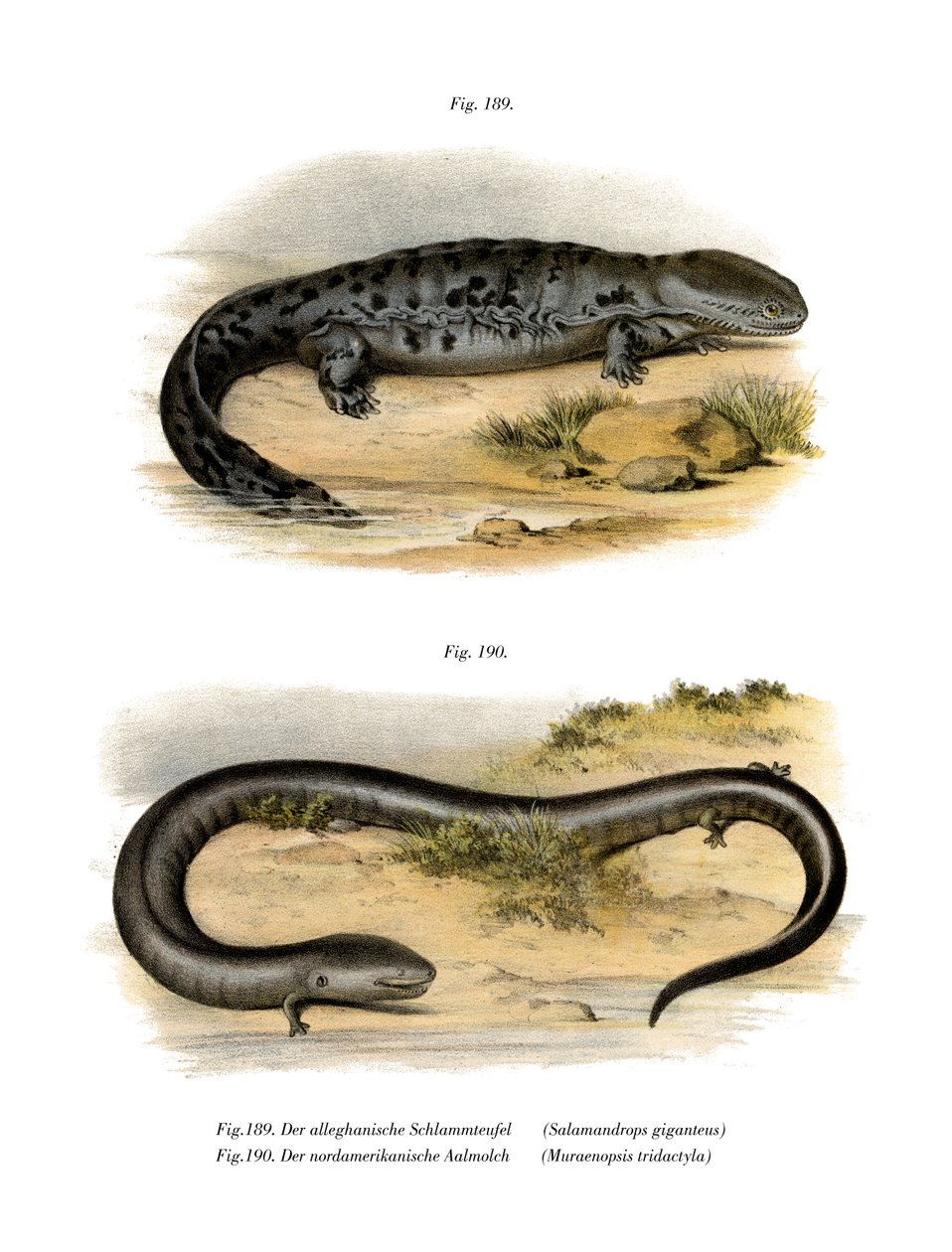 Hellbender (farve litho) af German School