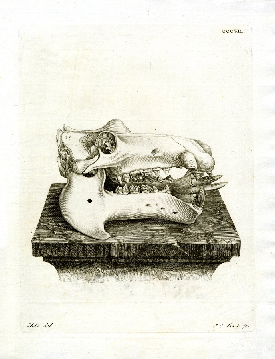 Hippo Skull (farvet gravering) af German School