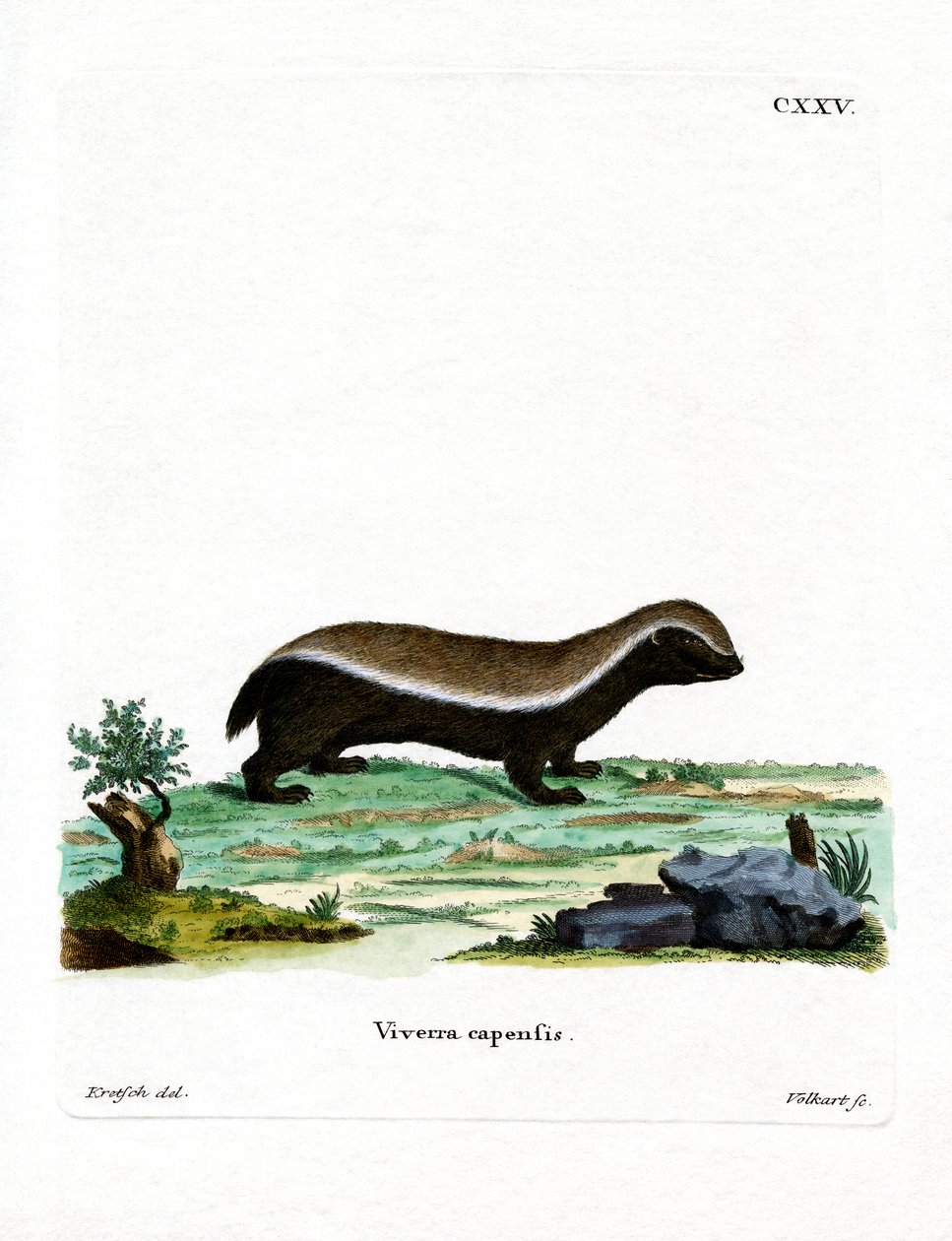 Honey Badger (farvet gravering) af German School
