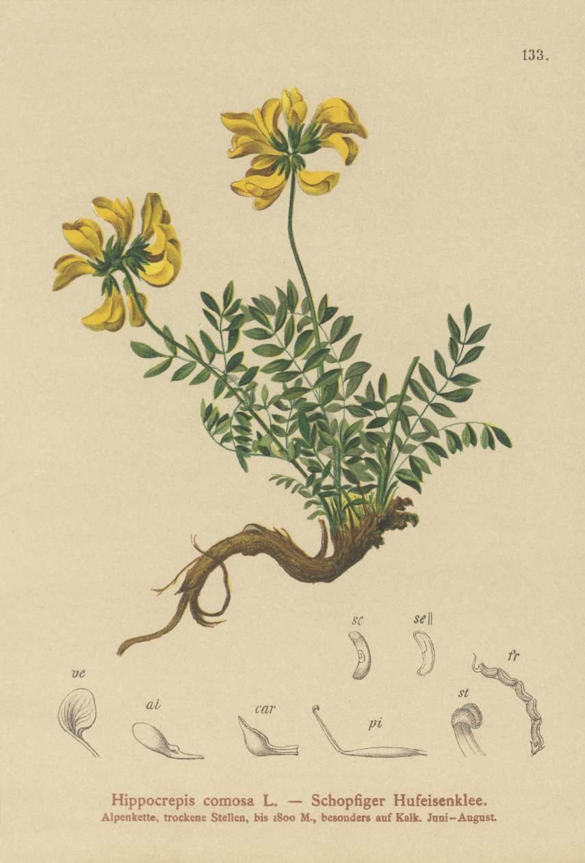 Hestesko-Vetch (Hippocrepis comosa) af German School