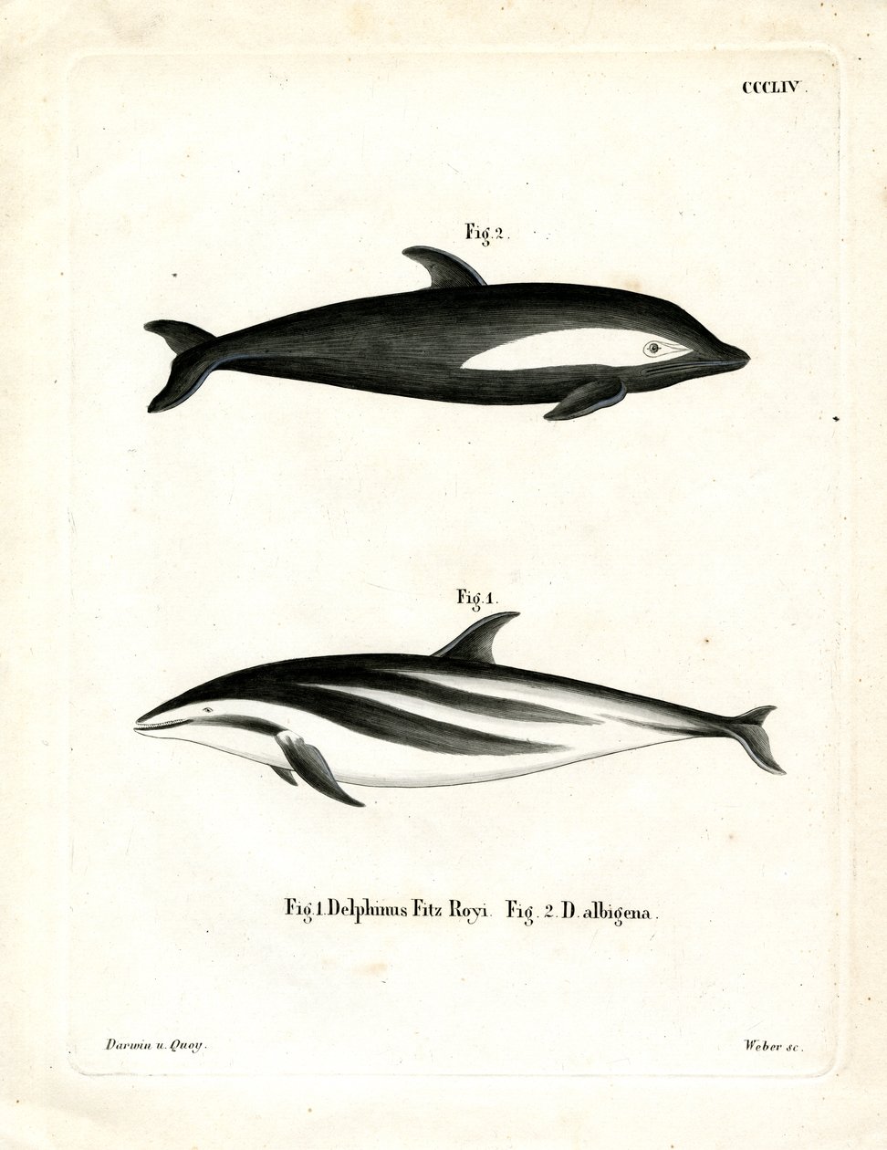 Timeglas Dolphin (farvet gravering) af German School