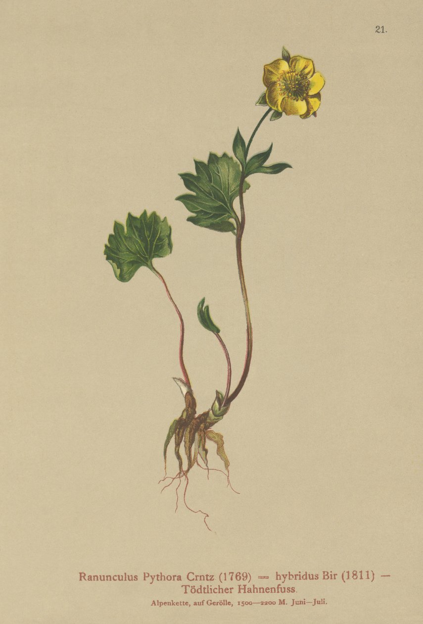 Hybrid Buttercup (Ranunculus Pythora, Ranunculus hybridus) af German School