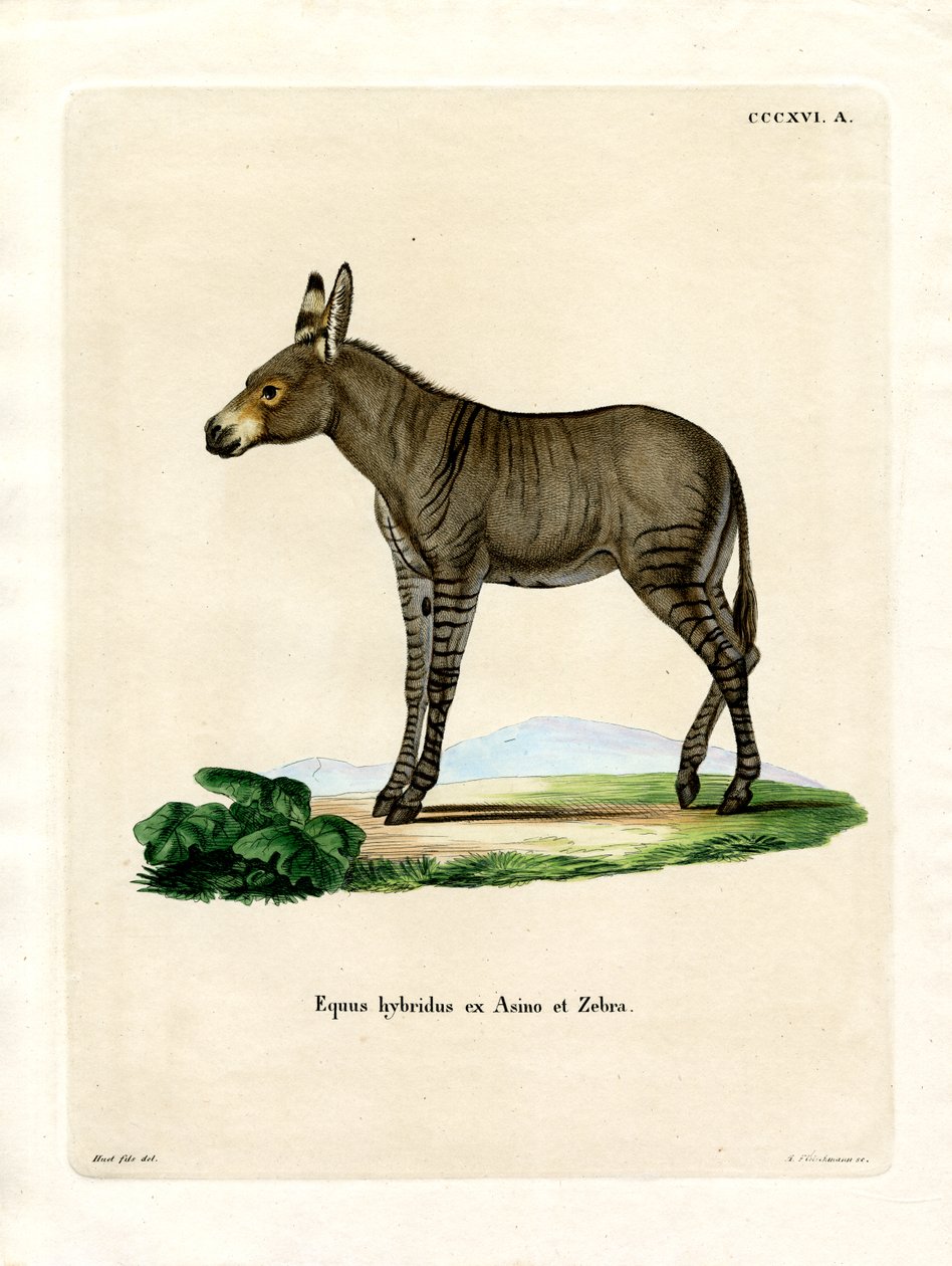 Hybridd Zebra (farvet gravering) af German School