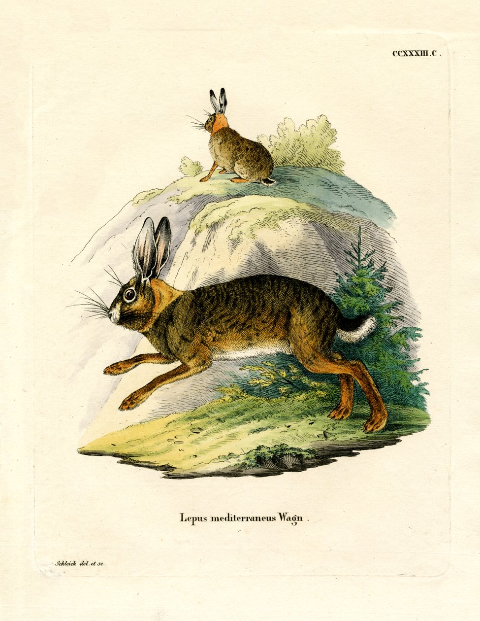 Iberisk hare (farvet gravering) af German School