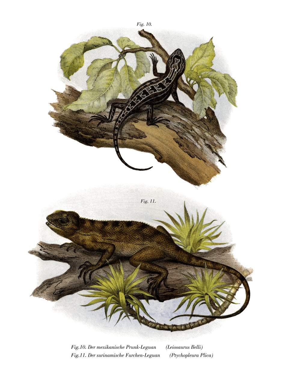 Iguana (farve litho) af German School
