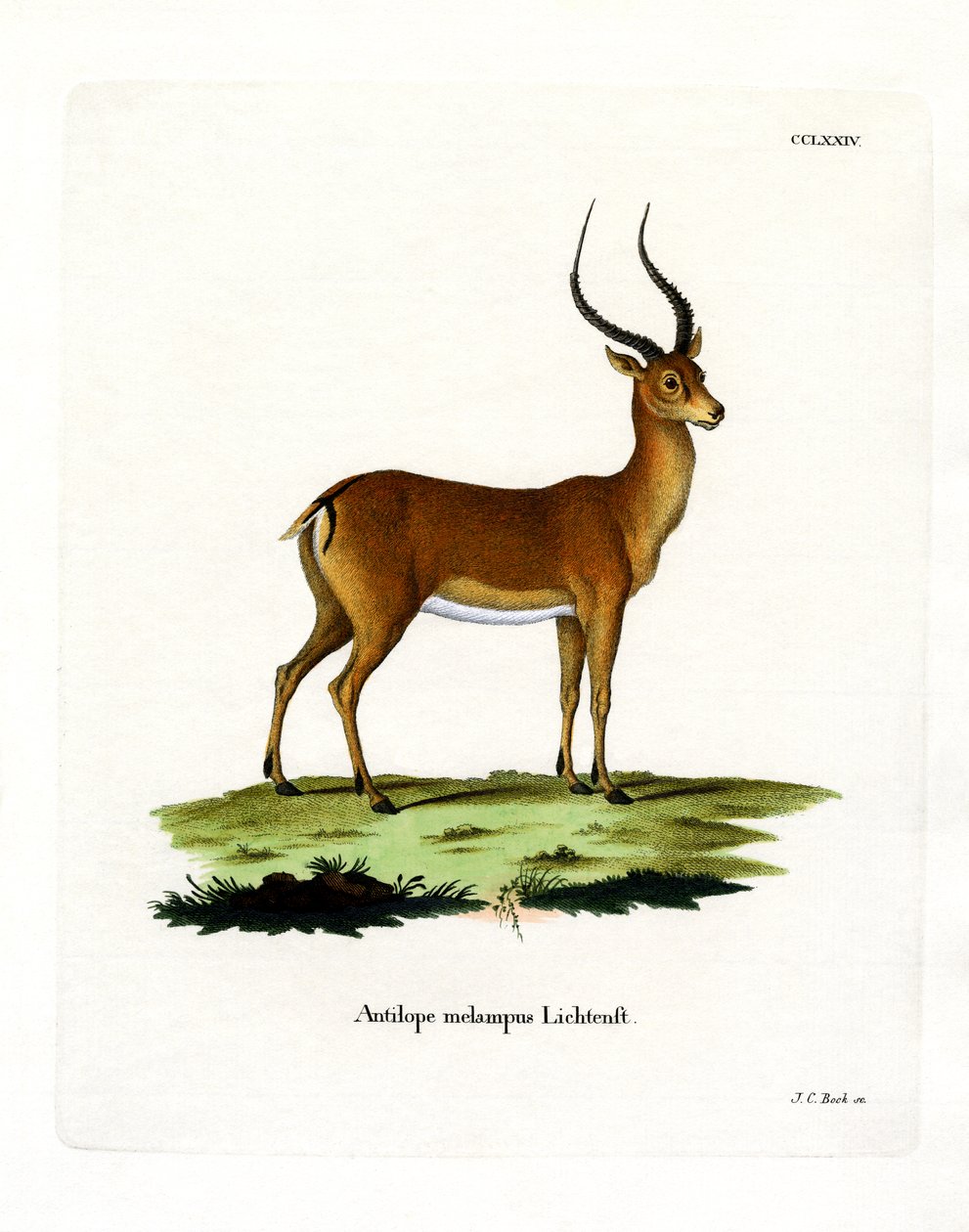 Impala (farvet gravering) af German School