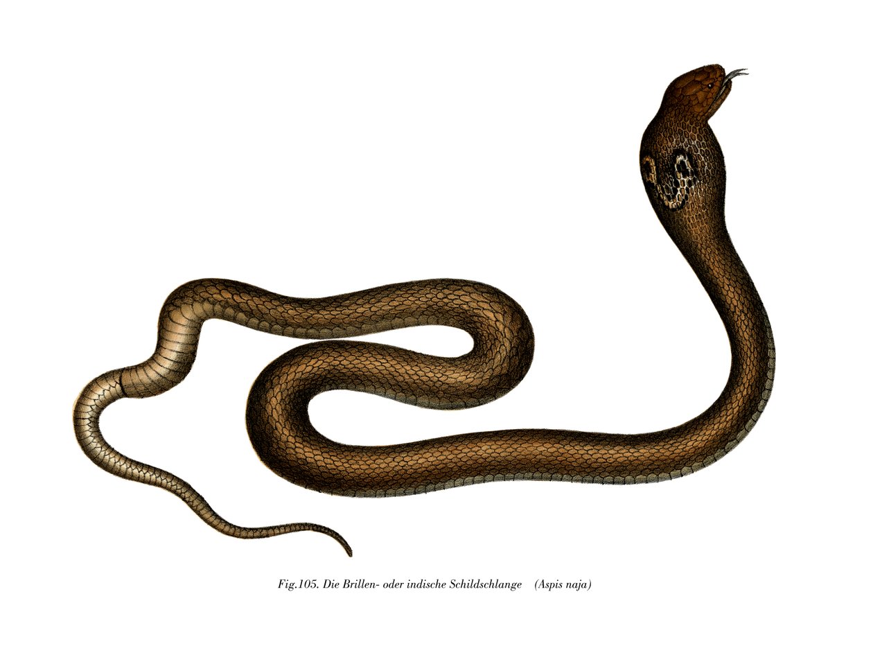 Indisk Cobra (farve litho) af German School