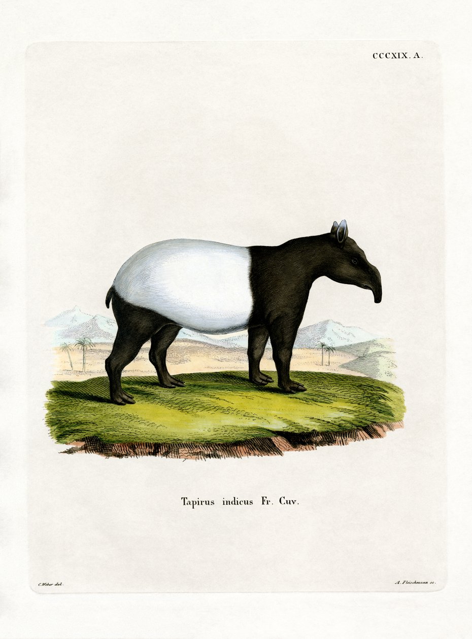 Indisk Tapir (farvet gravering) af German School