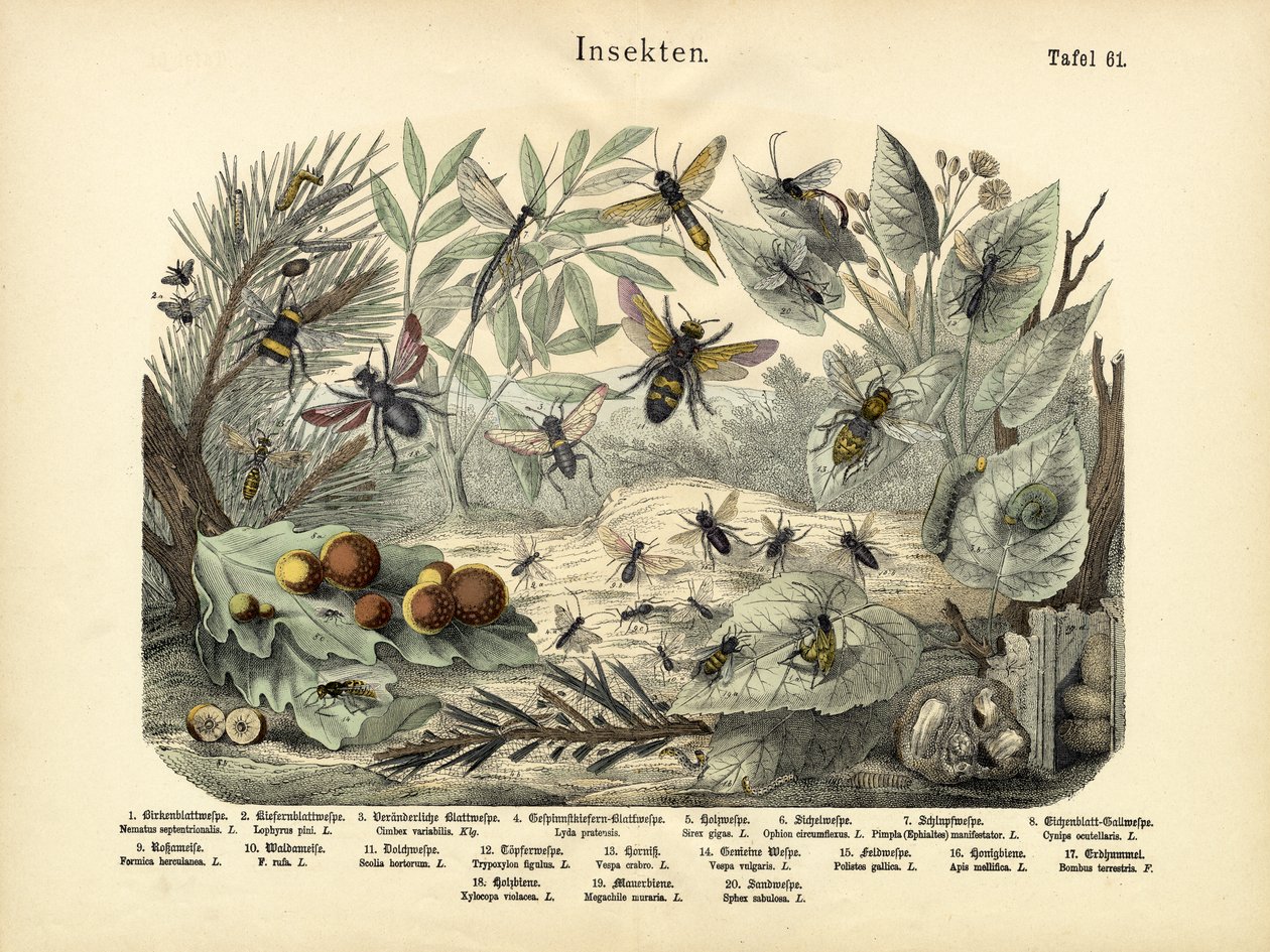 Insekter, ca. 1860 af German School