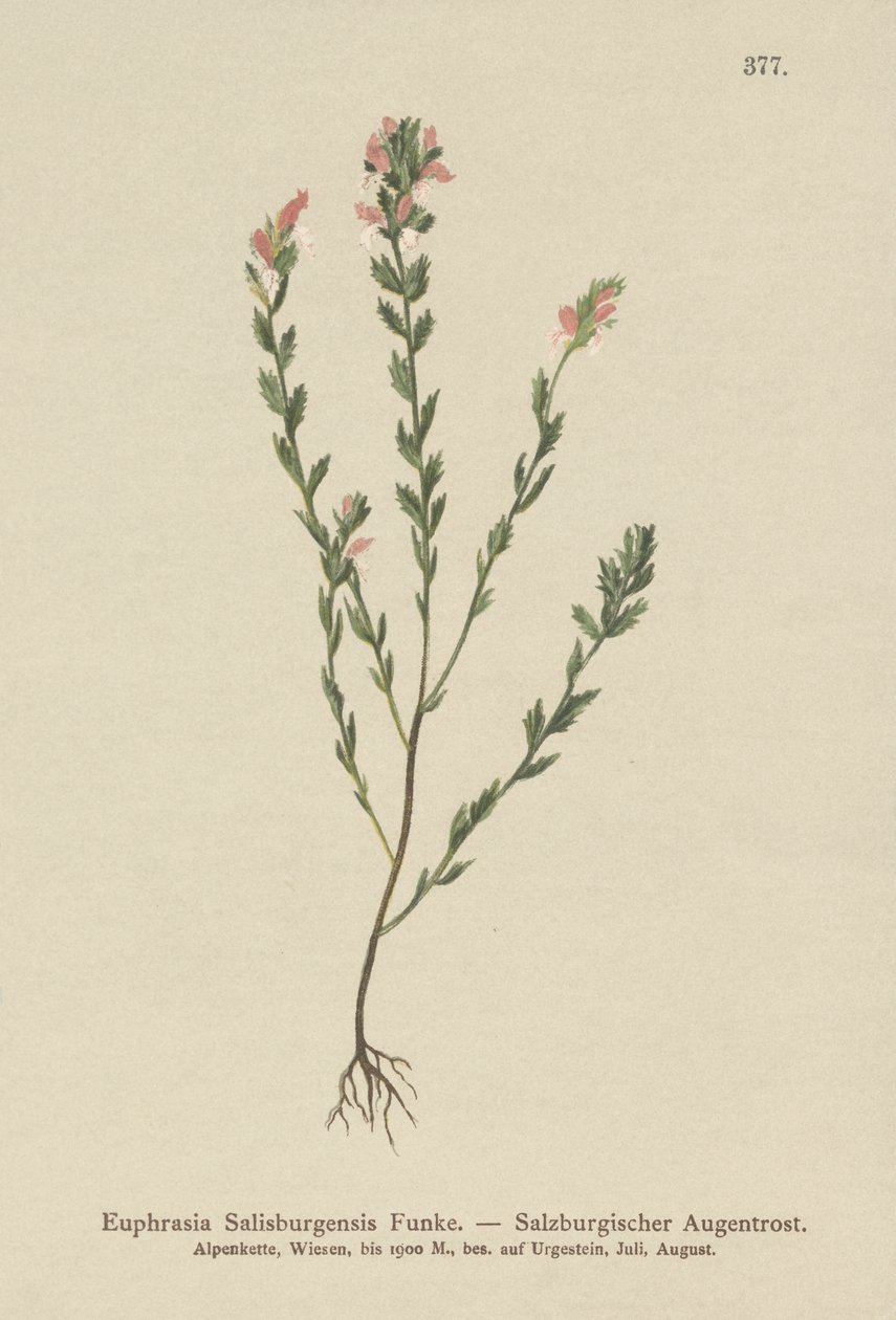 Irsk øjenbryn (Euphrasia Salisburgensis) af German School