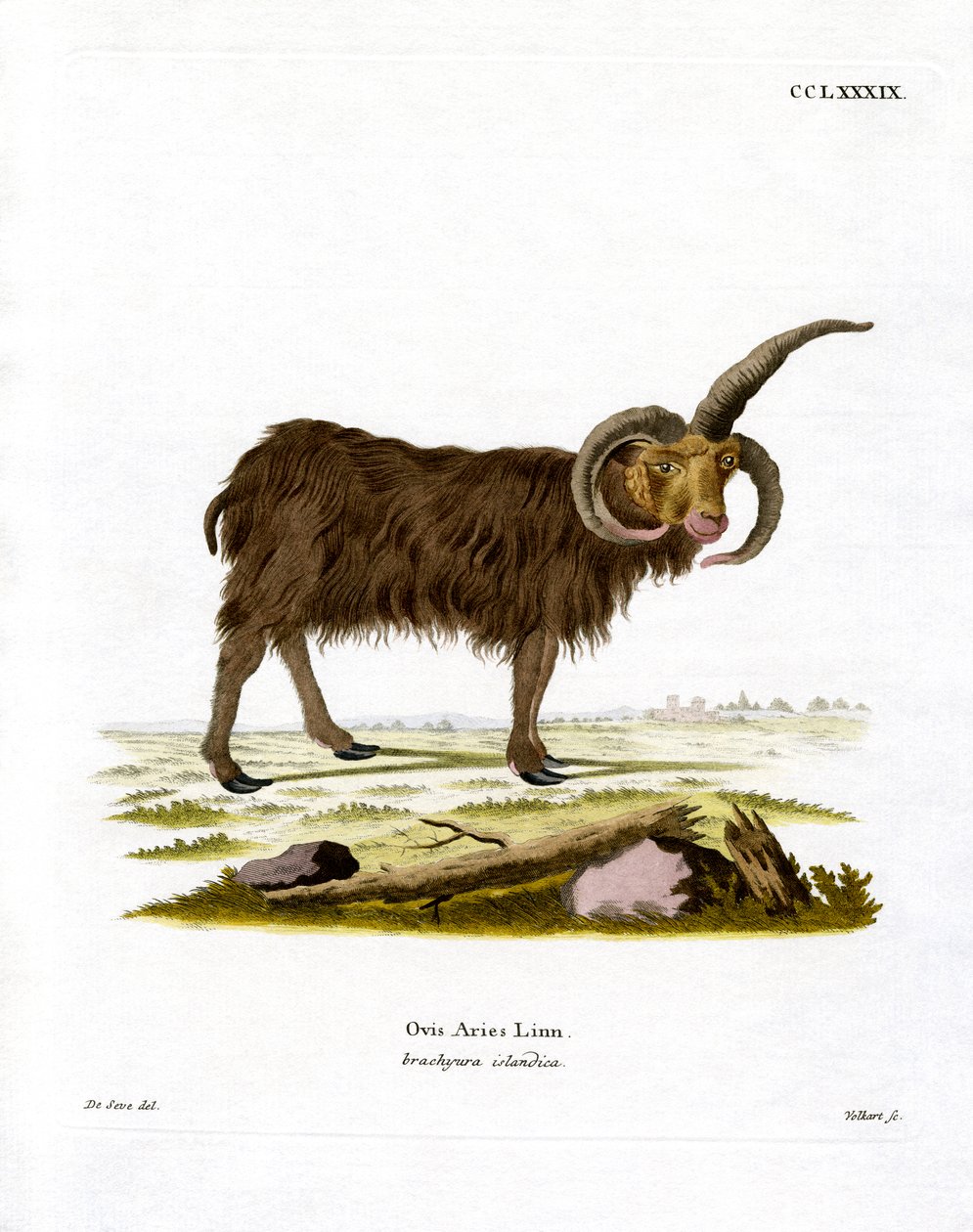 Jacob Sheep (farvet gravering) af German School