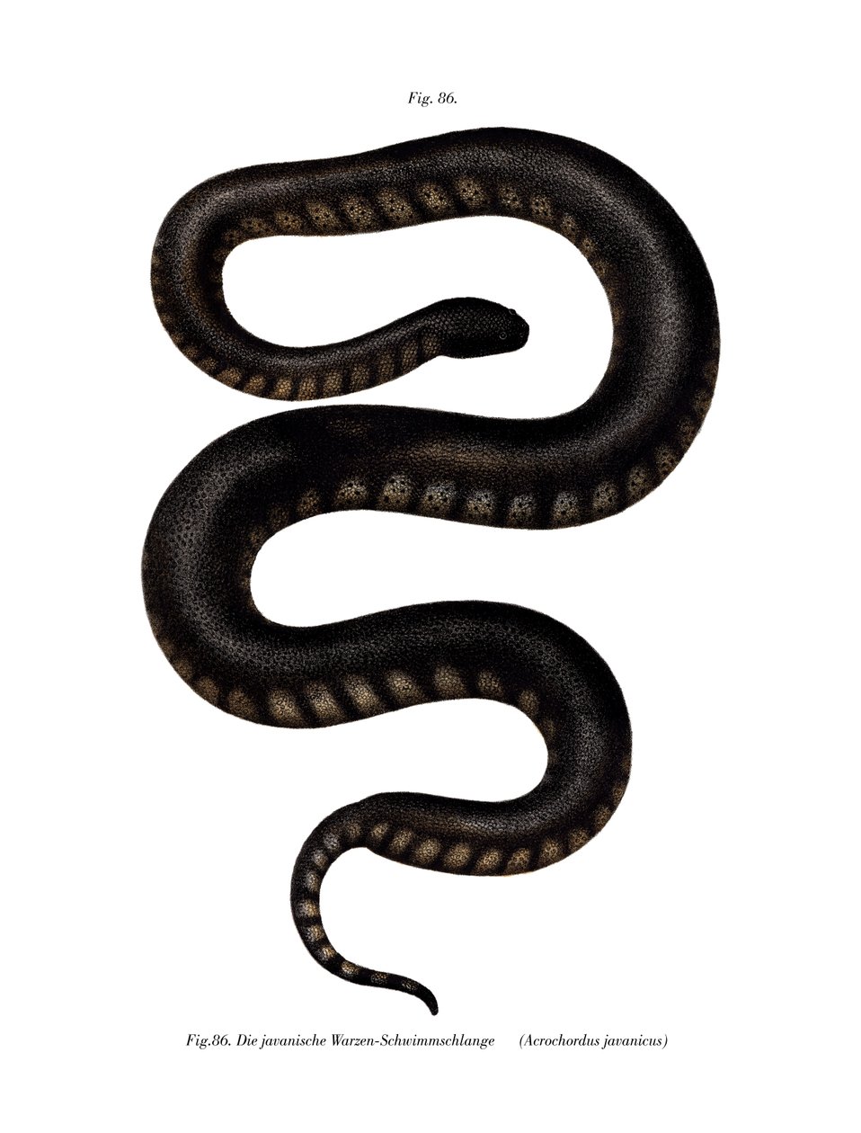 Javan File Snake (farve litho) af German School