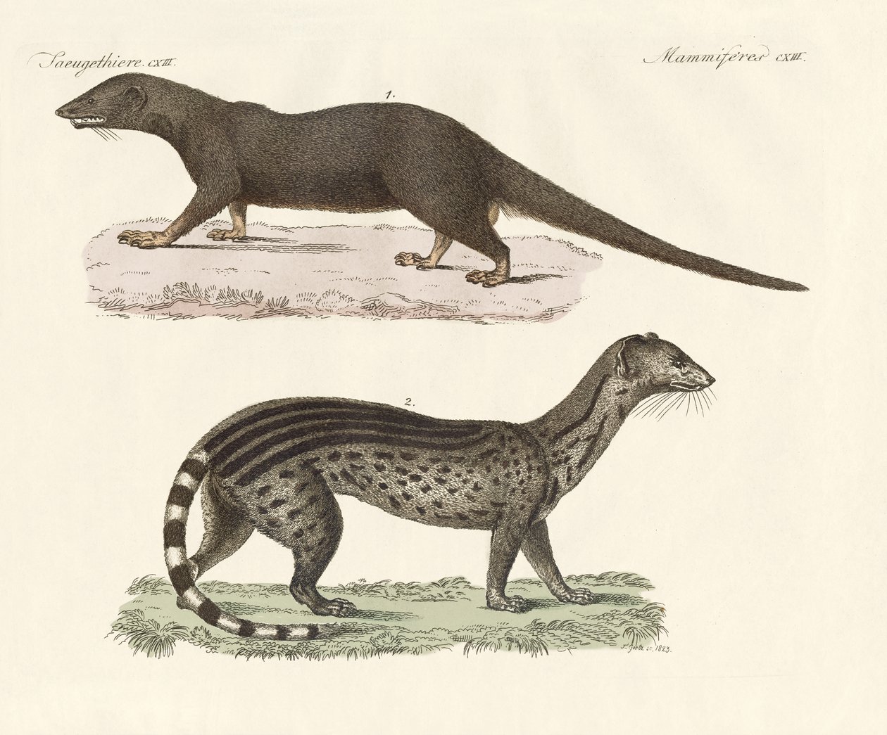 Javanesiske rovdyr (farvet gravering) af German School