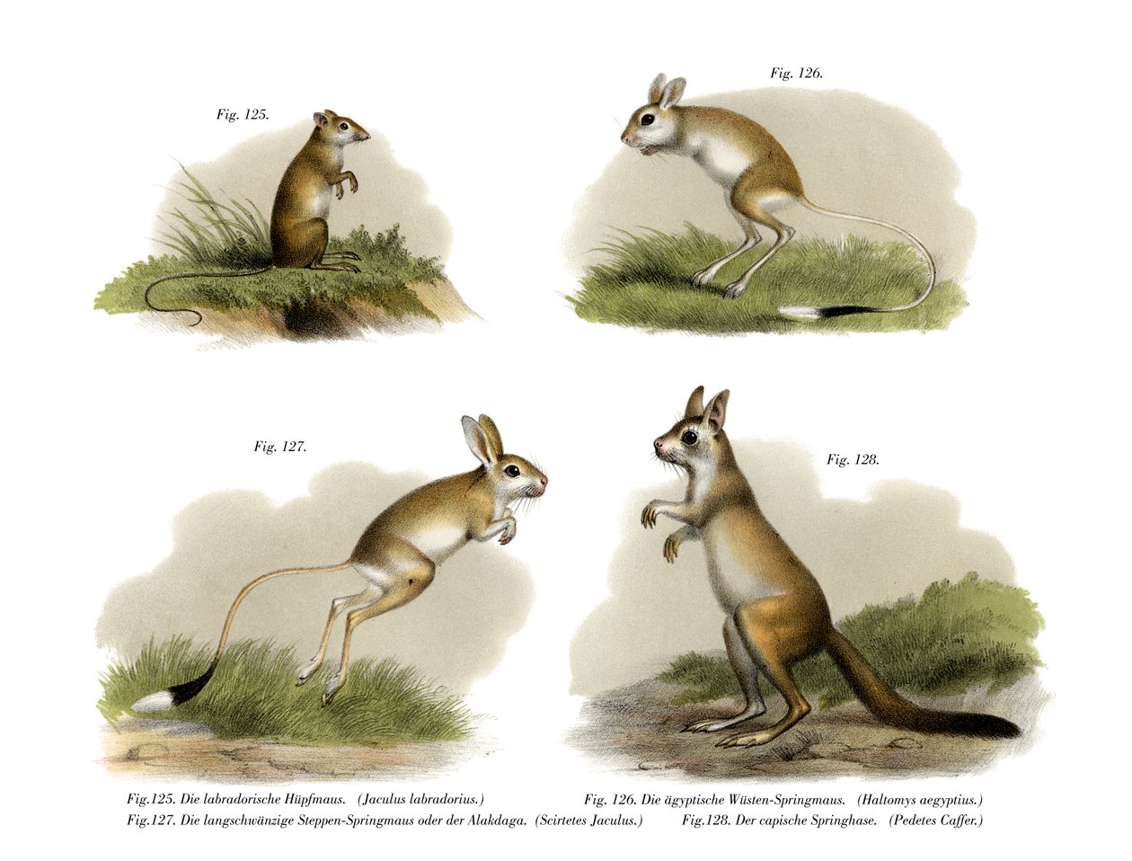 Jerboa, 1860 af German School