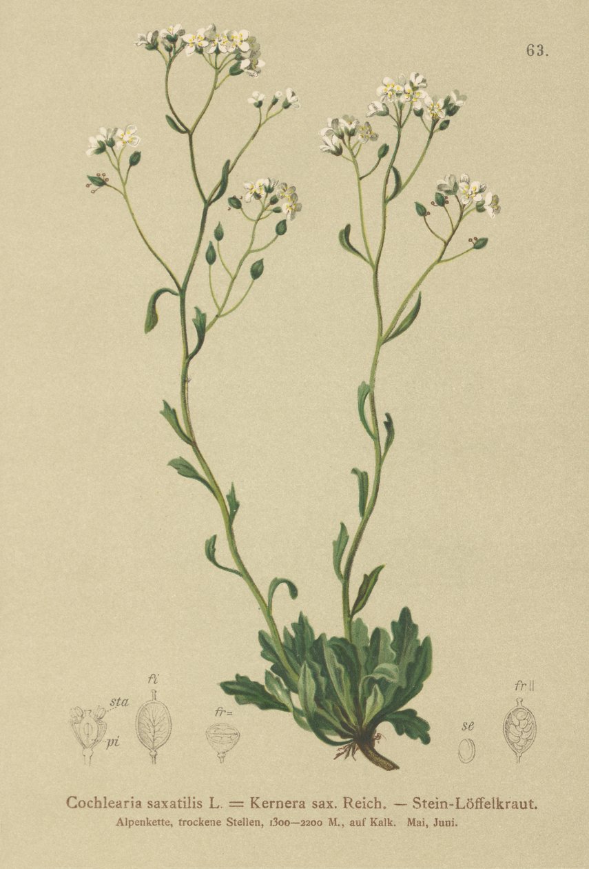 Kernera (Kernera saxatilis, Cochlearia saxatilis) af German School