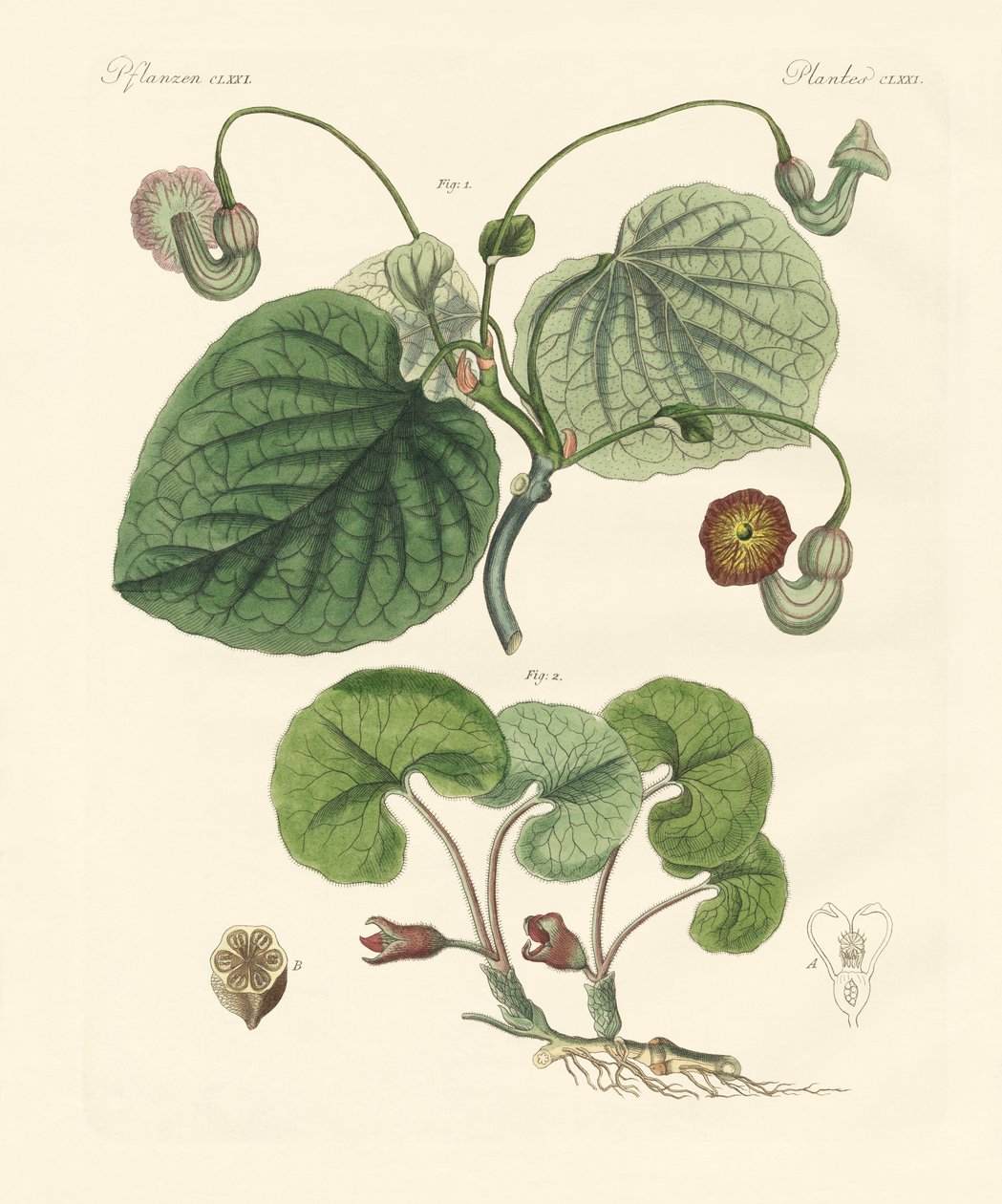 Arter af aristolochia planter (farvet gravering) af German School