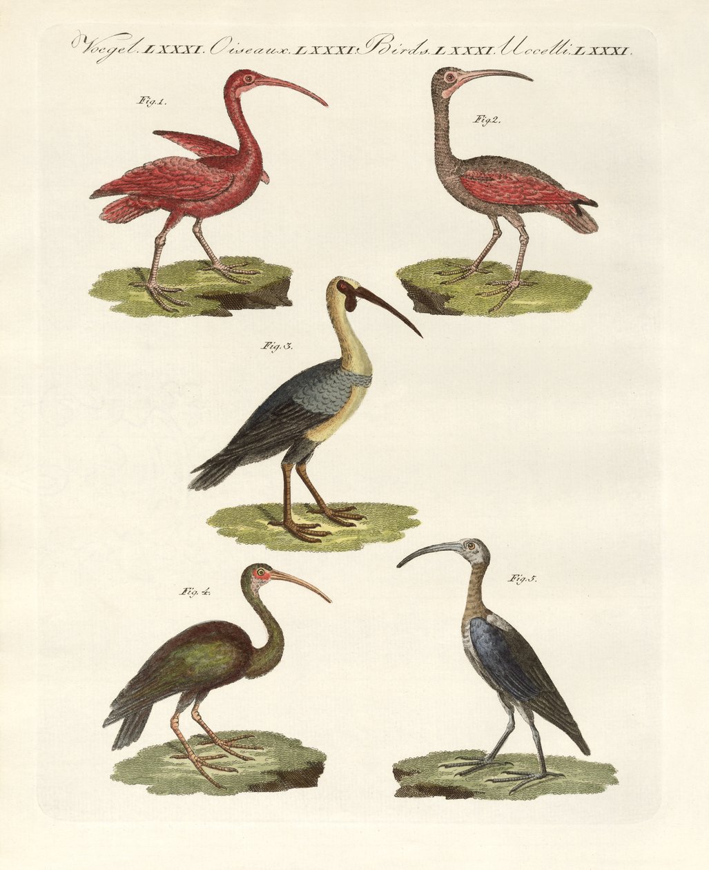 Slags ibis (farvet gravering) af German School