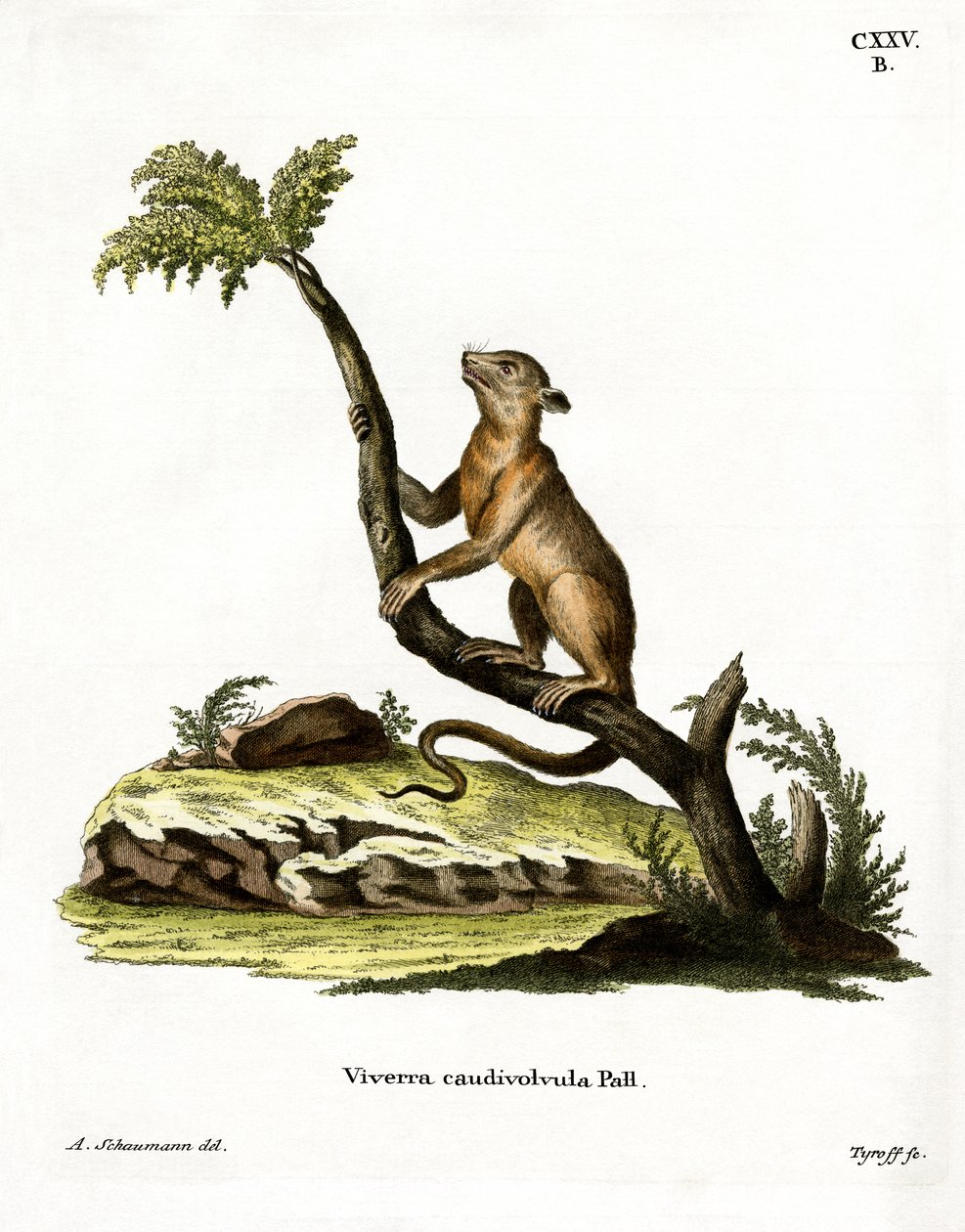 Kinkajou (farvet gravering) af German School