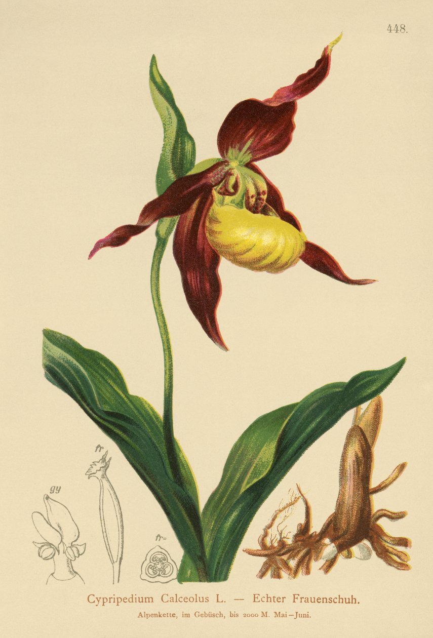 Ladys Slipper (Cypripedium Calceolus) af German School