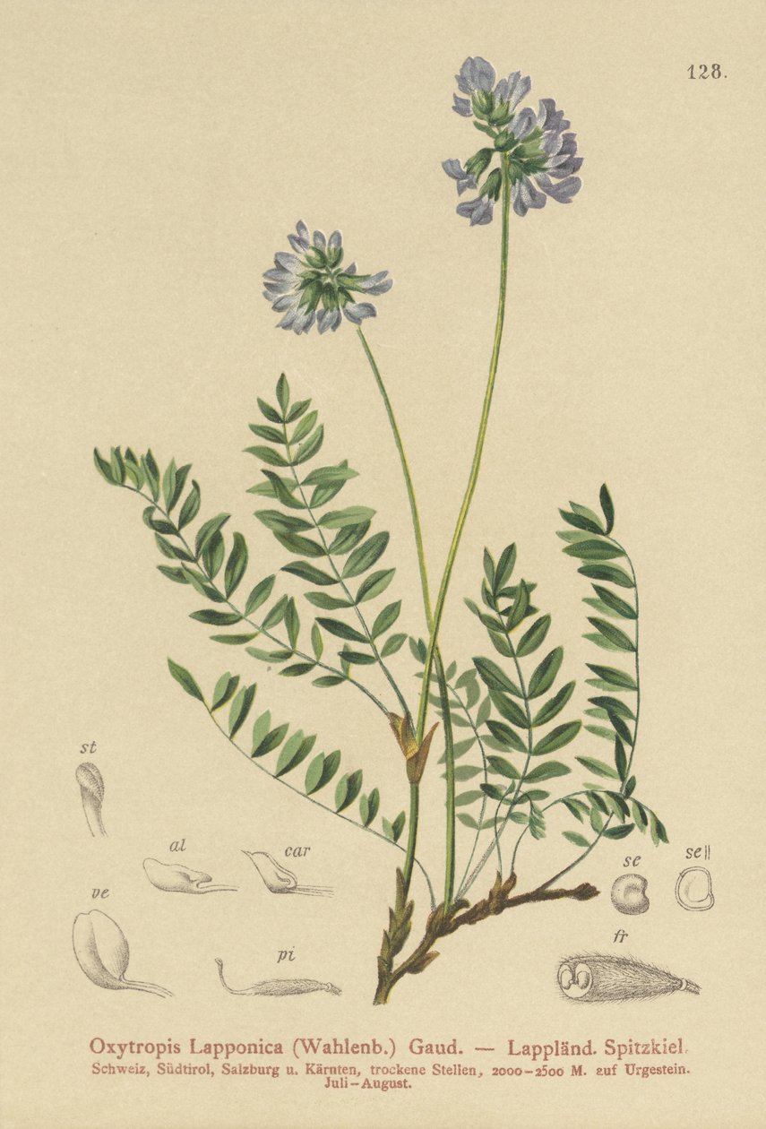 Lapland Mælke-Vetch (Oxytropis Lapponica) af German School
