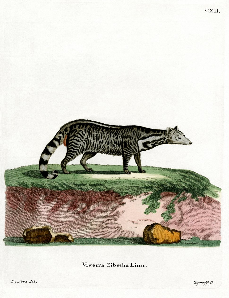Stor indisk civet (farvet gravering) af German School