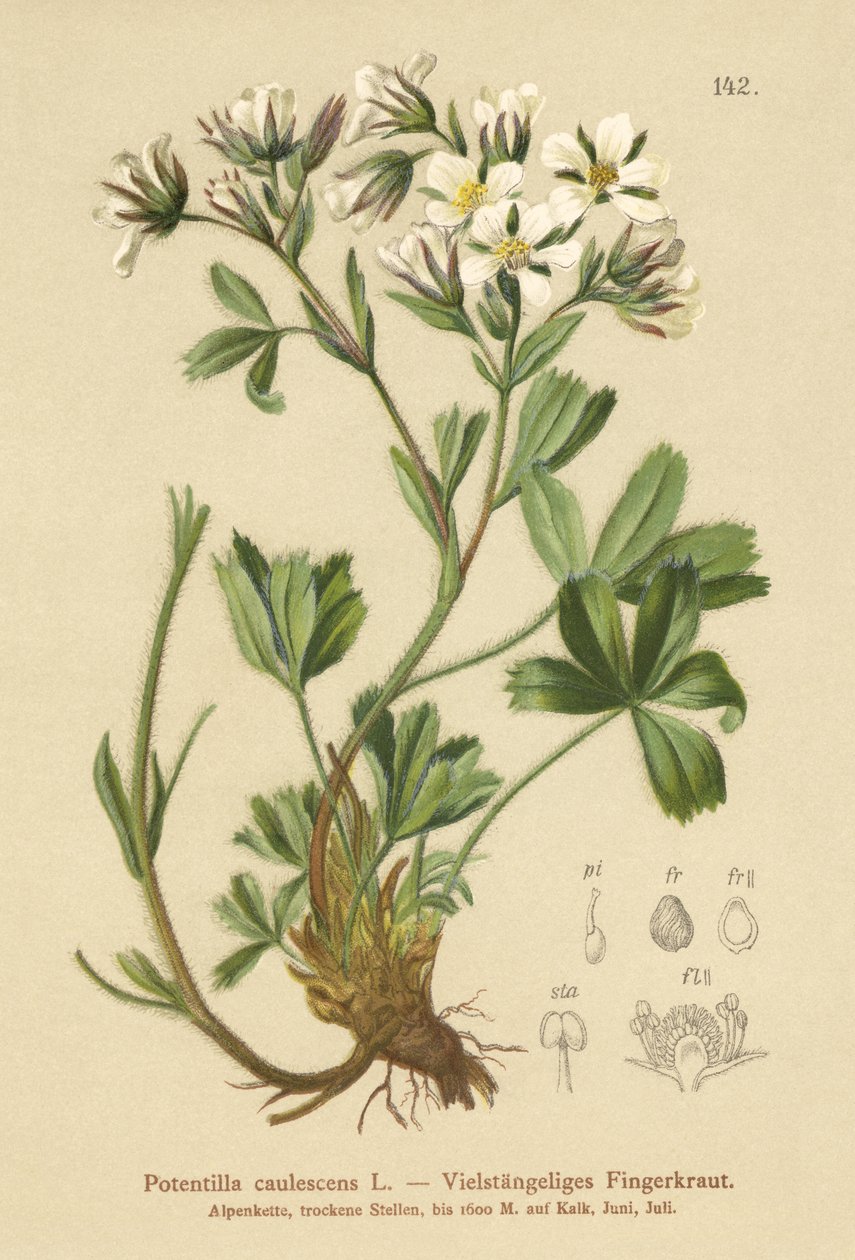 Laks Kløvergræs (Potentilla caulescens) af German School