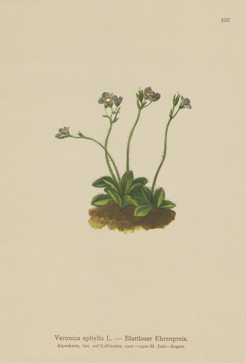 Bladløs stilkede Speedwell (Veronica aphylla) af German School