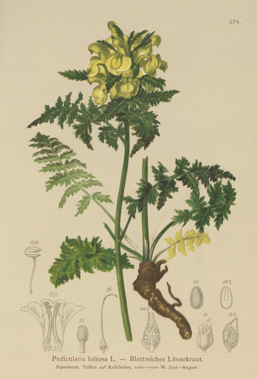 Bladet Lousewort (Pedicularis foliosa) af German School