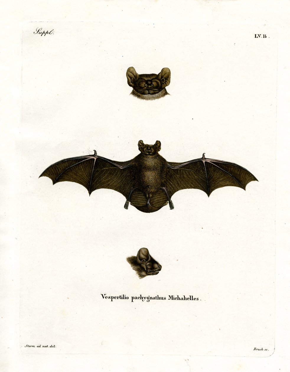 Lesser Noctule Bat (farvet indgravering) af German School