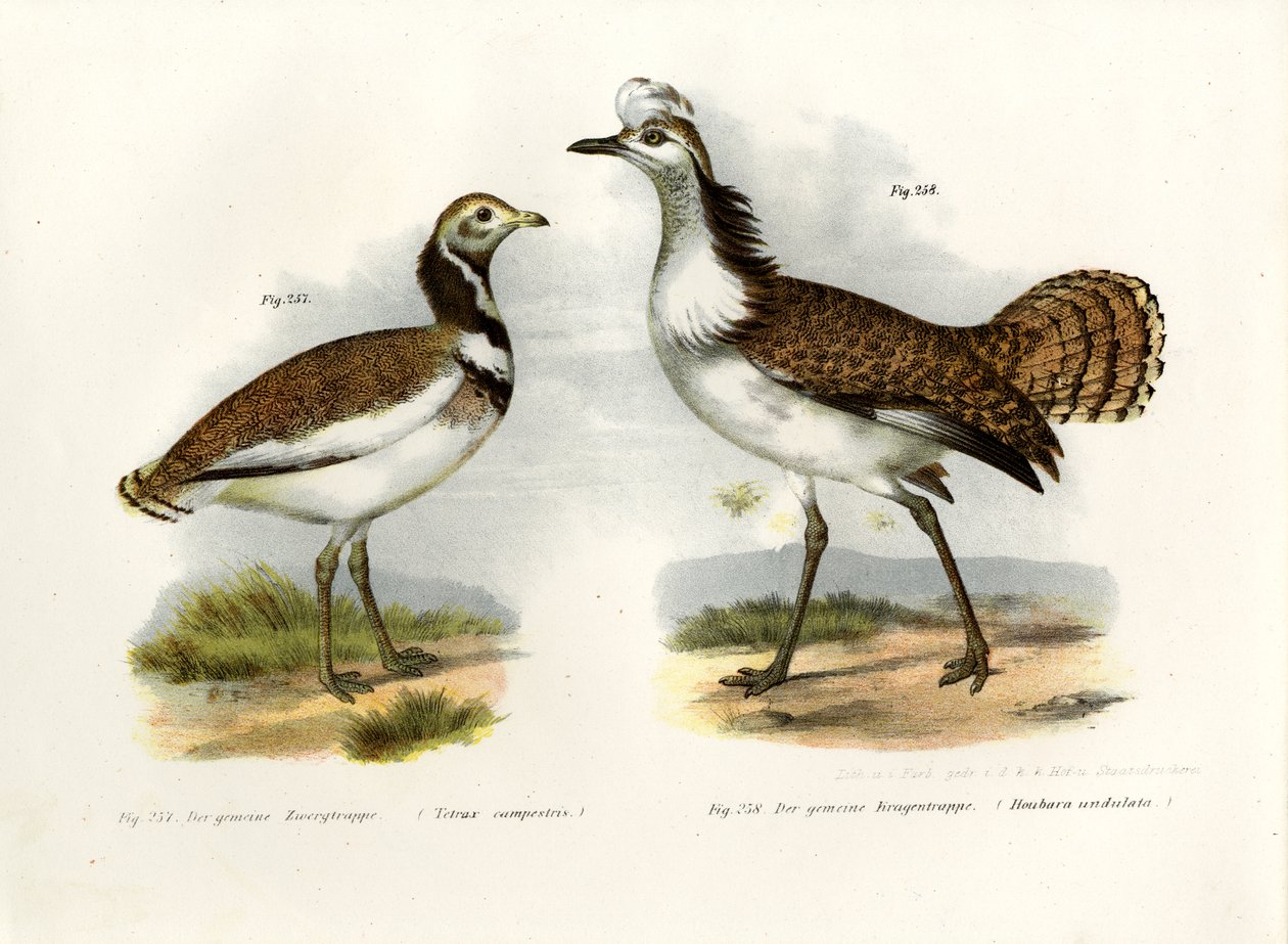 Lille Bustard, 1864 af German School