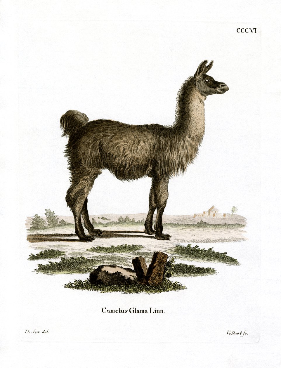 Lama (farvet gravering) af German School