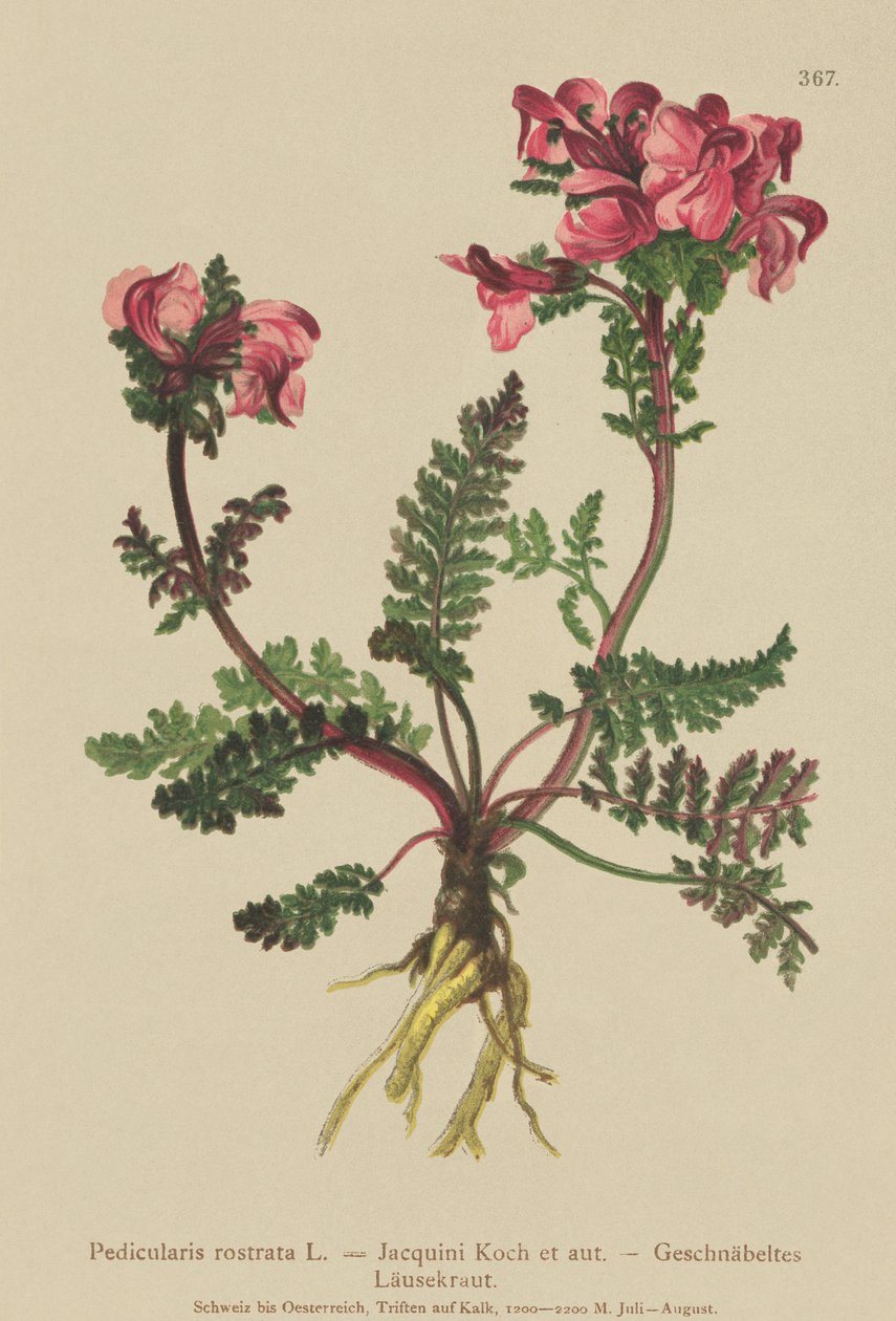 Langnæset Lousewort (Pedicularis rostrata) af German School