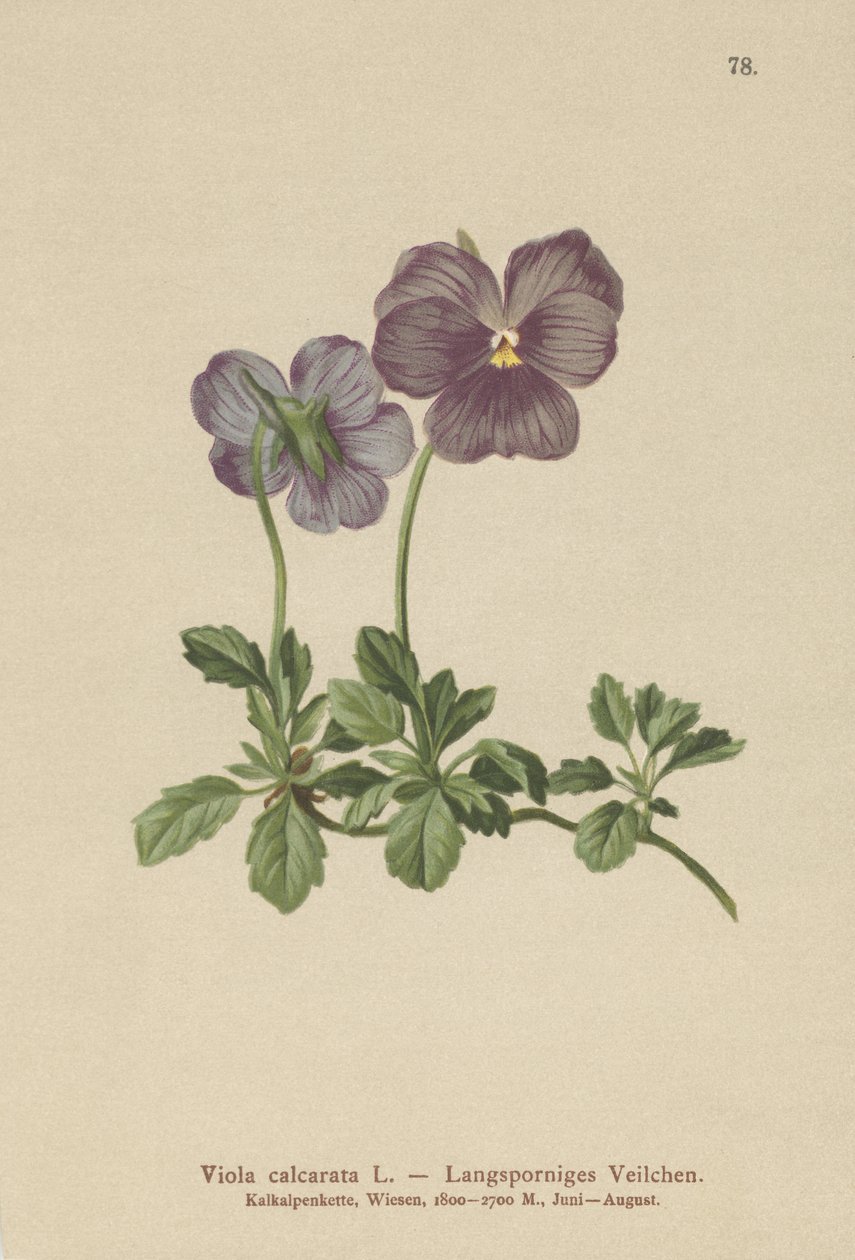 Langspurvet violet (Viola calcarata) af German School