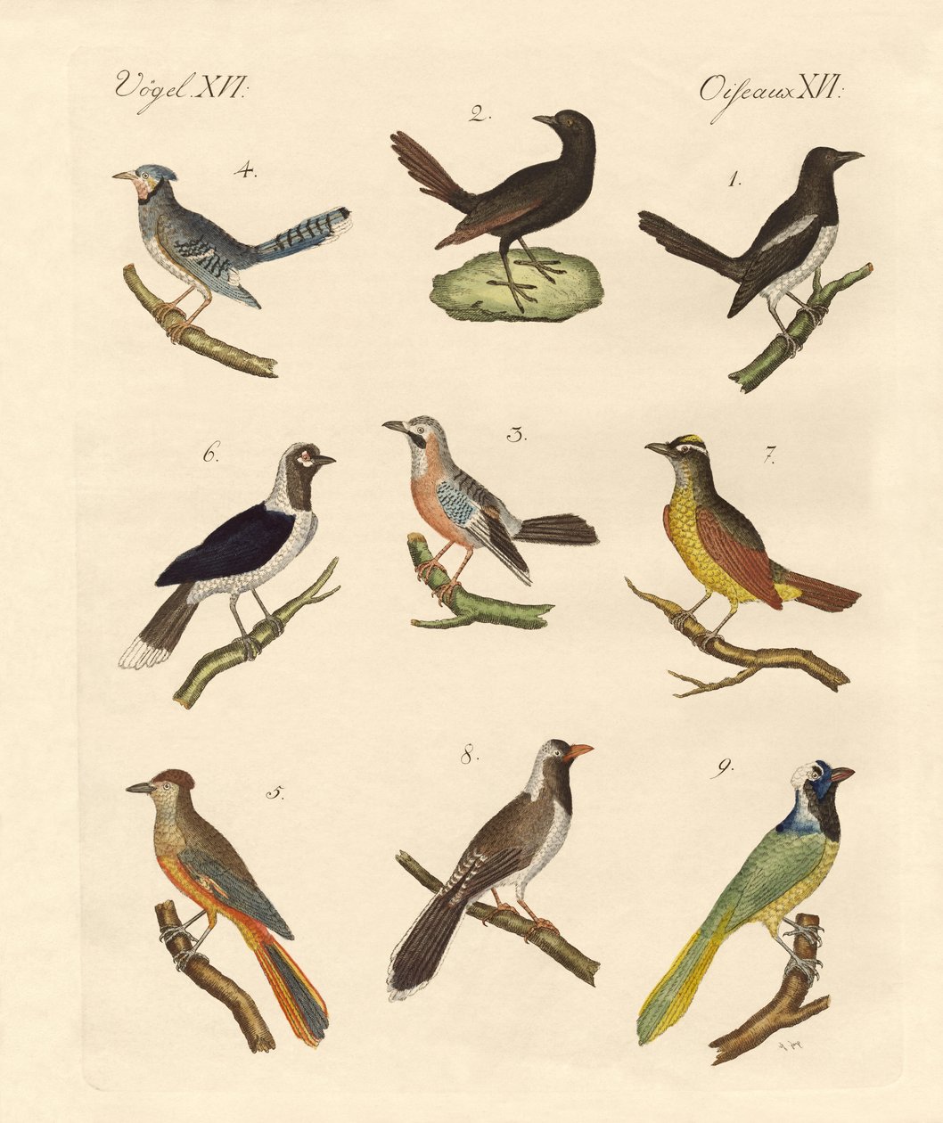 Magpies og jays af German School