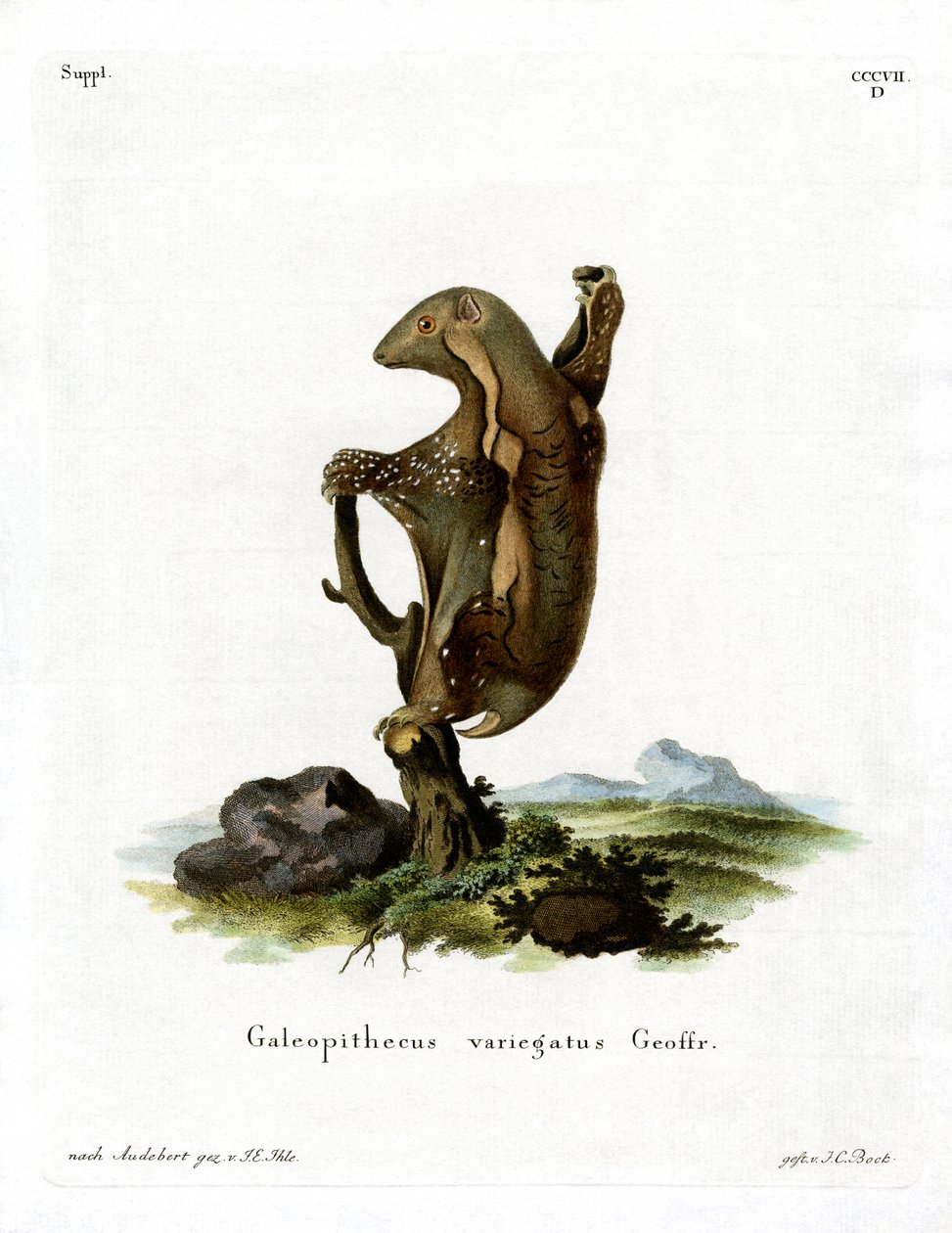 Malayan Flying Lemur (farvet gravering) af German School