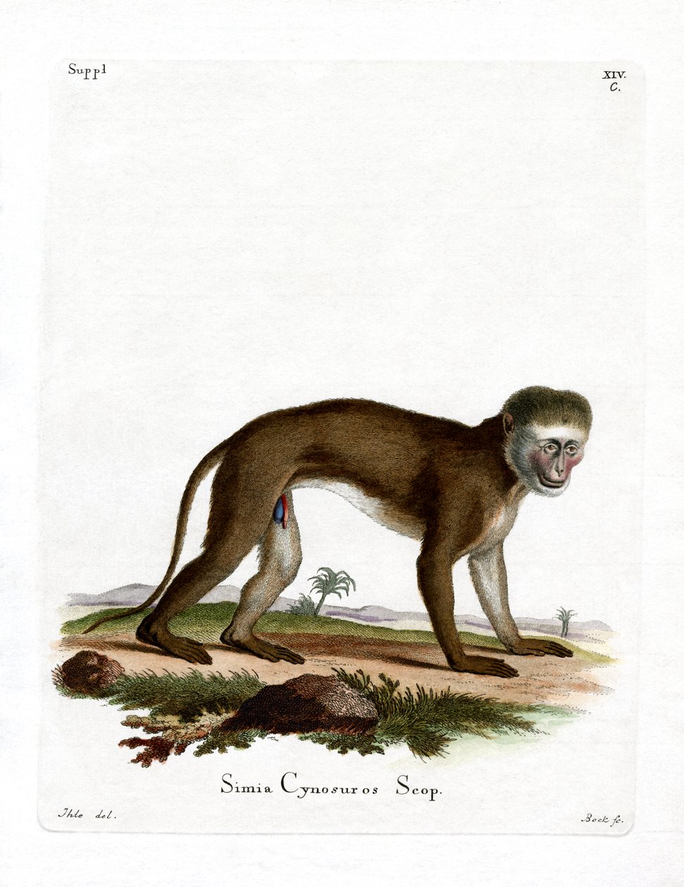 Malbrouck Monkey (farvet gravering) af German School