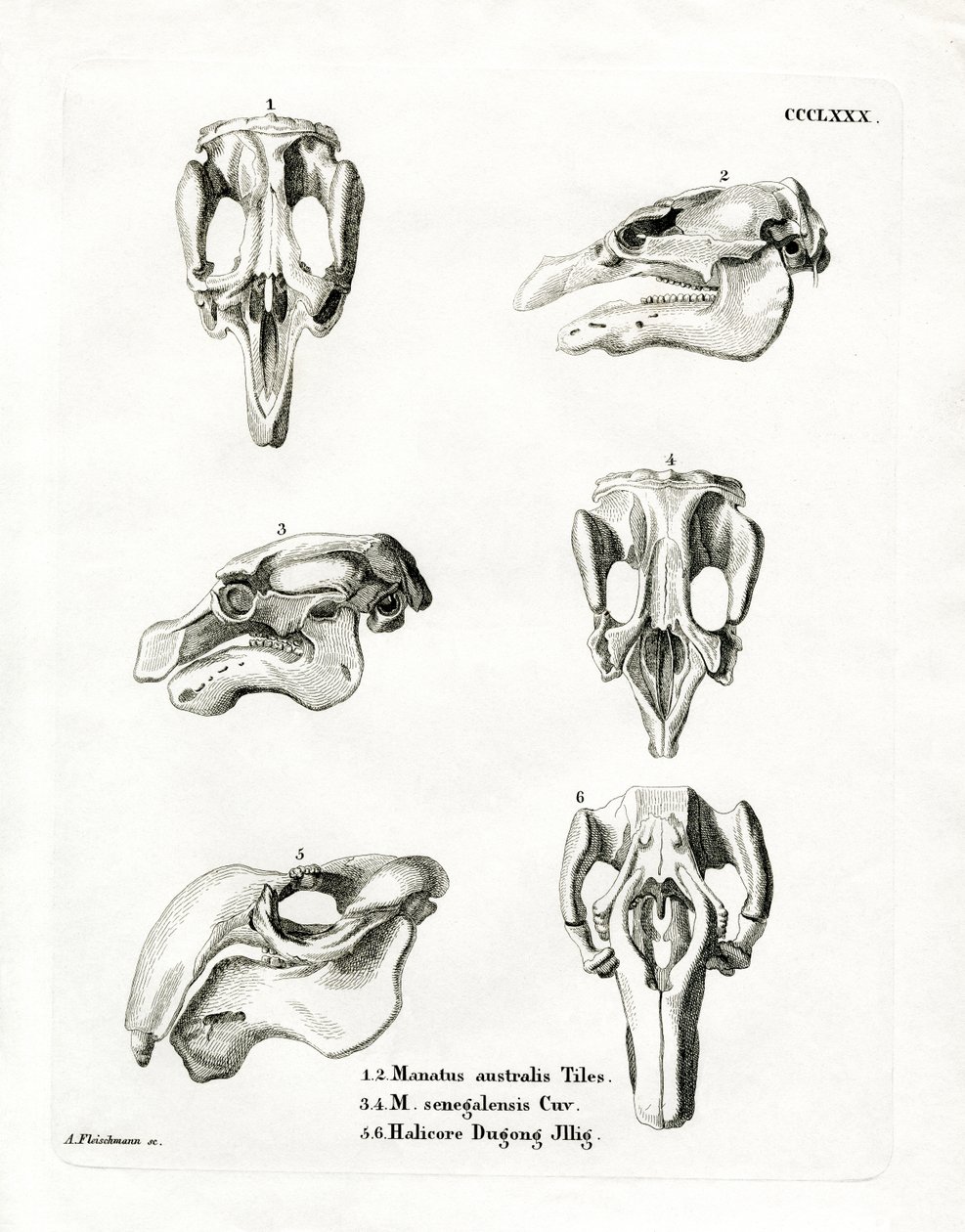 Manatee Skulls (farvet gravering) af German School